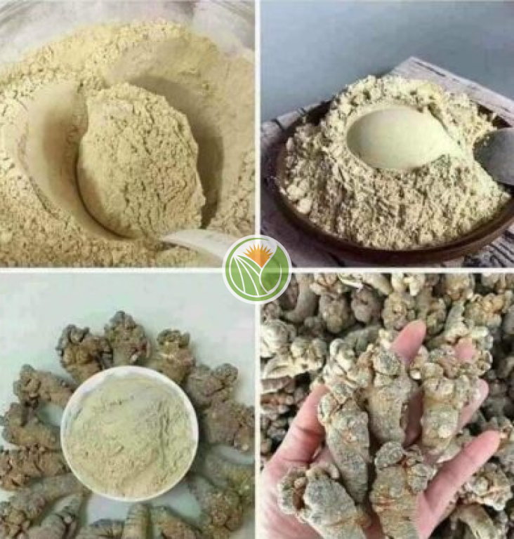 bột tam thất bắc (xay trực tiếp tại cửa hàng) 100gr