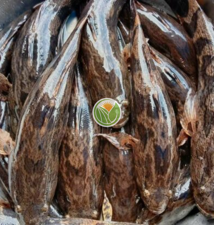 Cá bống tượng hàng suối tự nhiên
