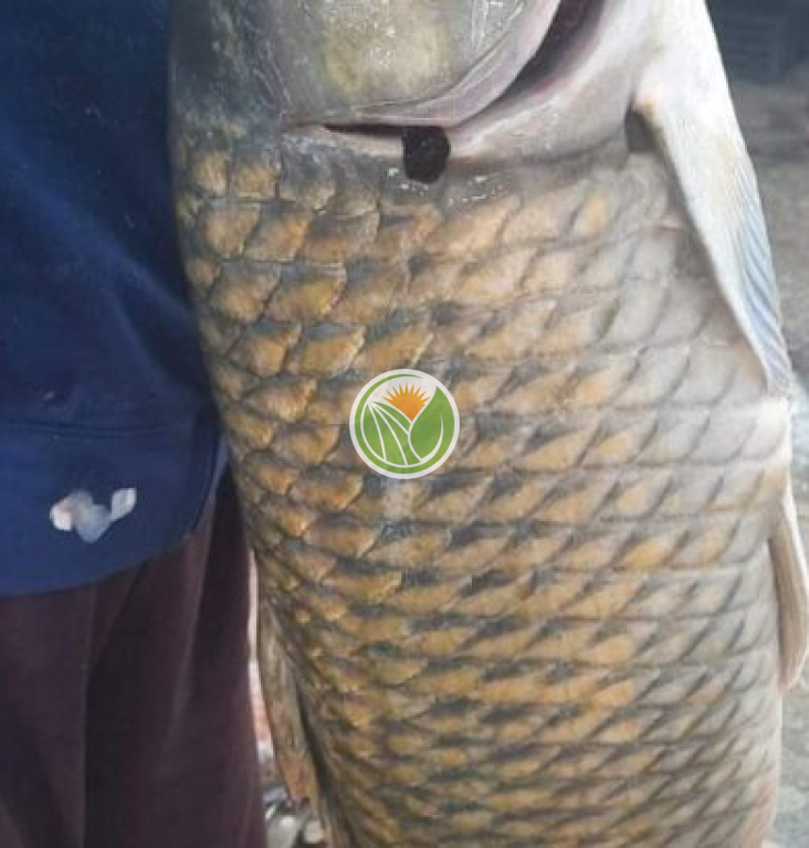 Cá chép hàng bản suối tự nhiên
