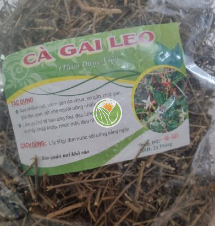 cà gai leo