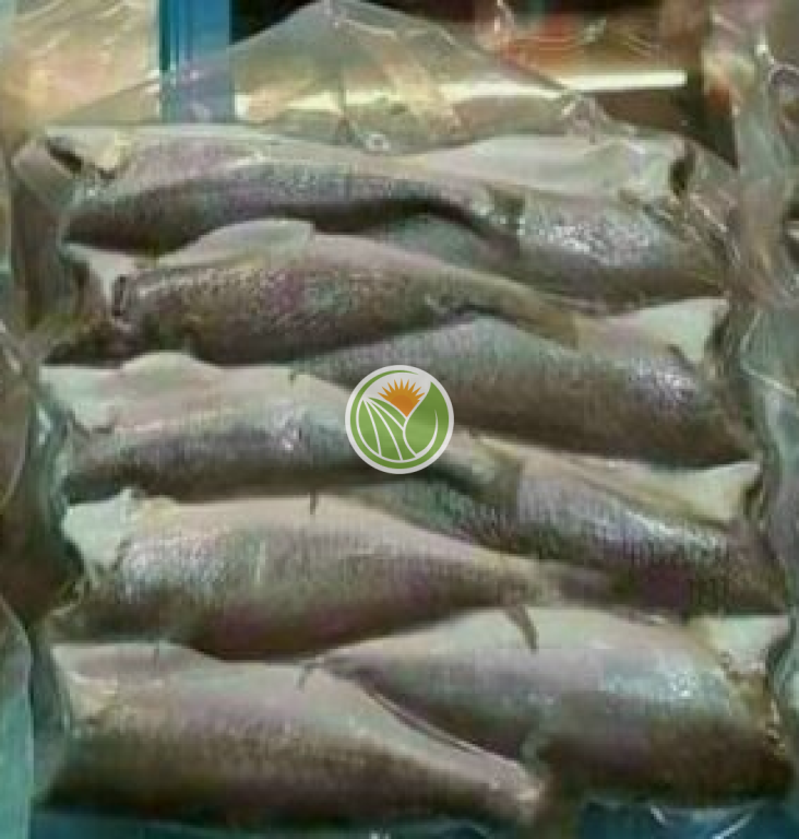 Cá đù nguyên con 1 nắng