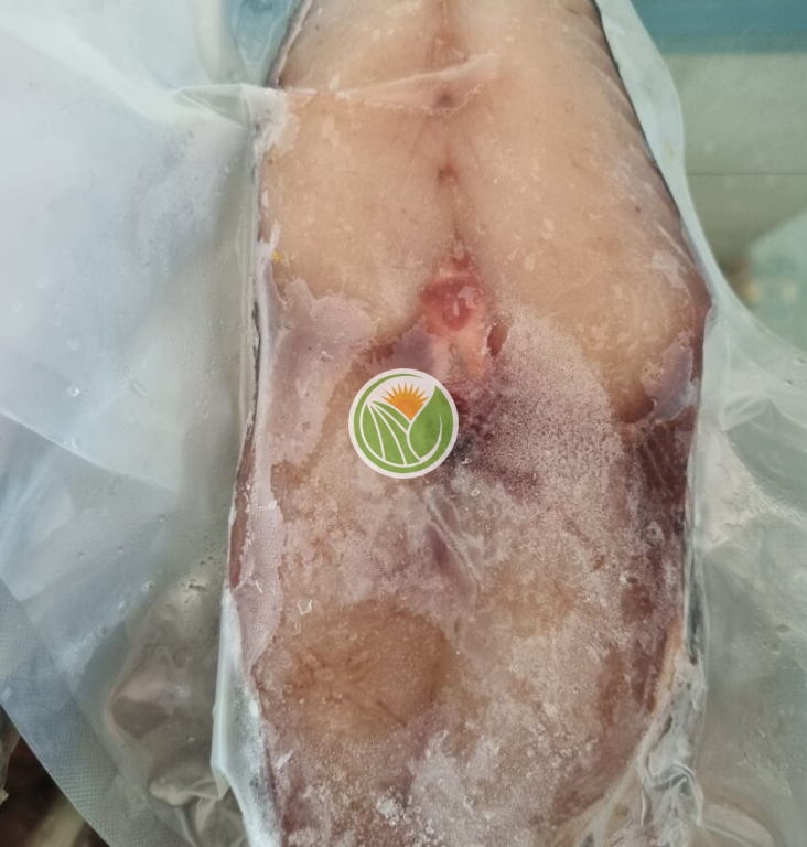 Cá thu khúc giữa cắt lát 1 nắng