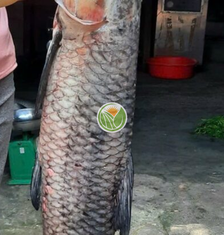Cá trắm đen biển hồ tự nhiên