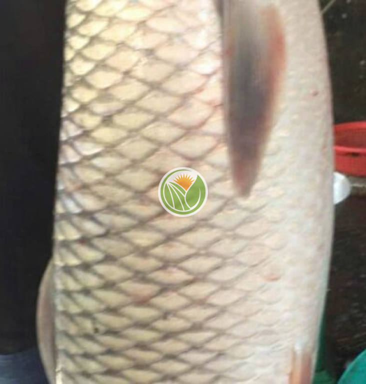 Cá trắm trắng biển hồ tự nhiên