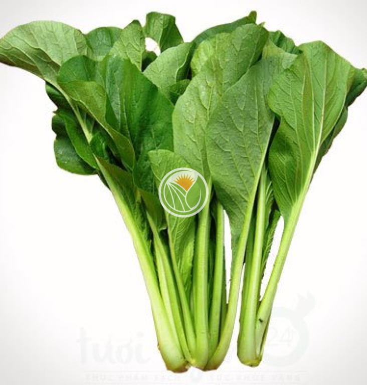 rau cải ngọt hữu cơ