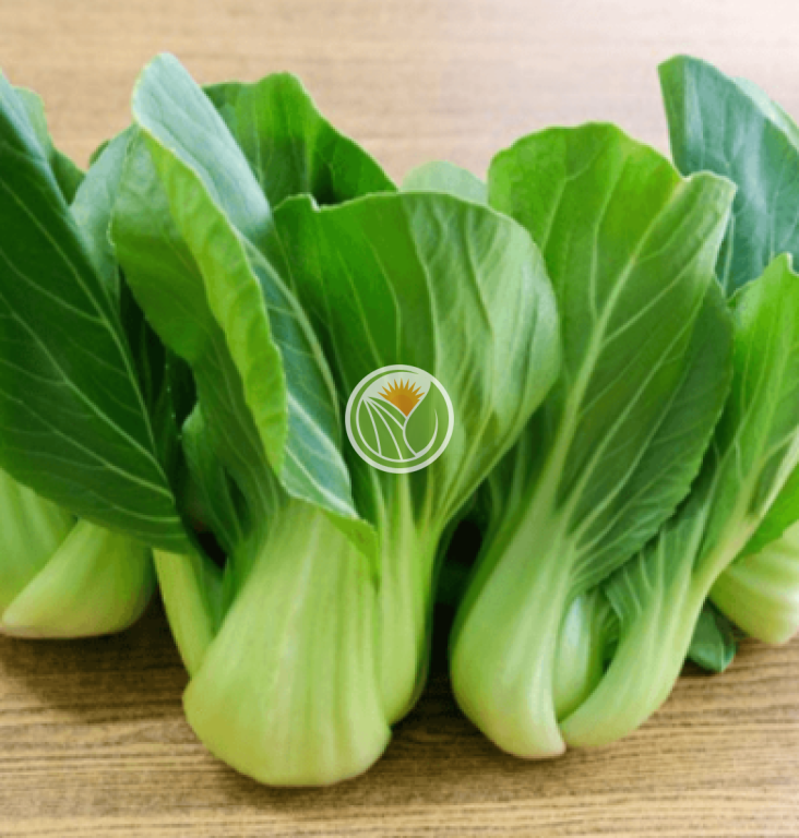 rau cải thìa hữu cơ