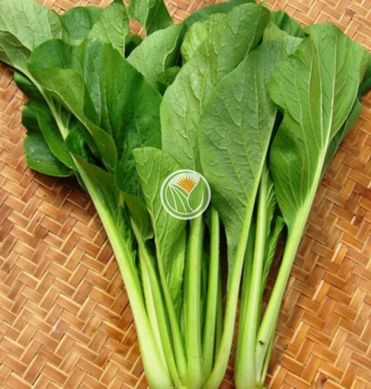 rau cải xanh hữu cơ