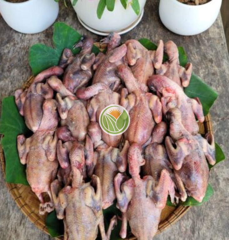 Chim bồ câu Ra Giàng