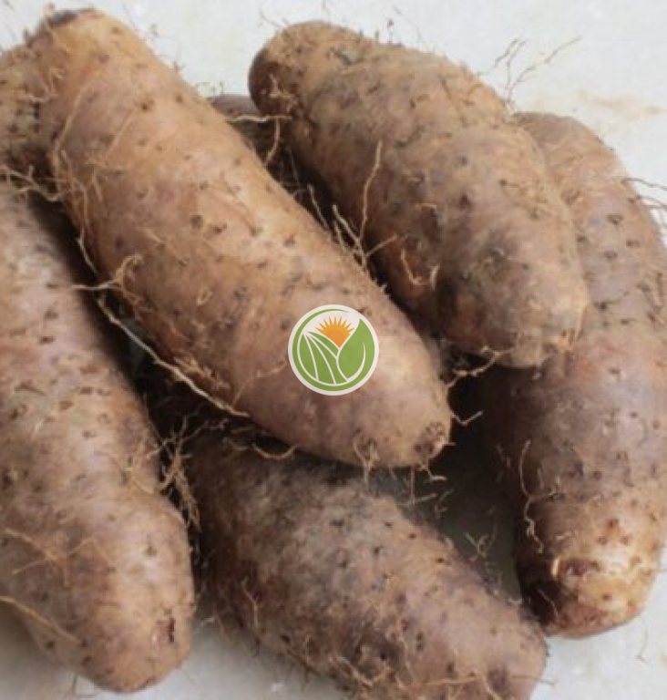 củ từ hàng vườn Đắklắk