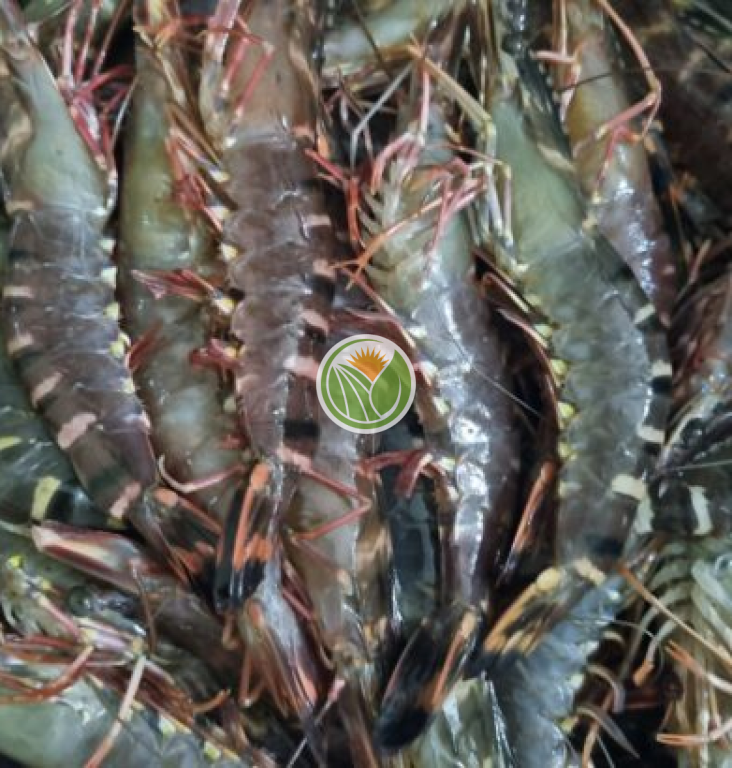 Tôm sú chân đỏ nuôi sinh thái