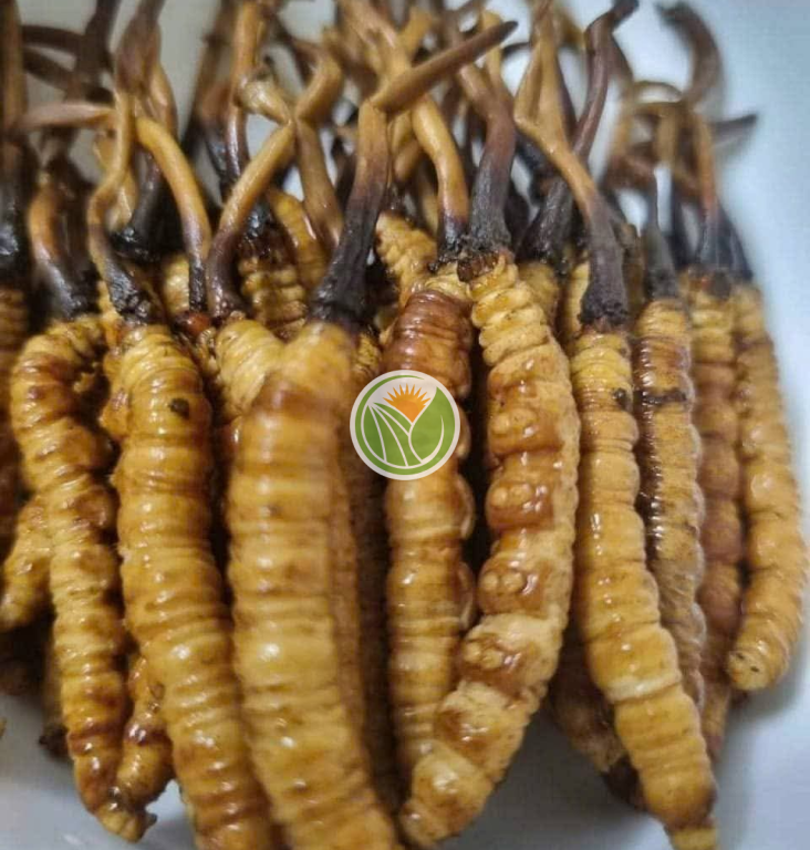 Đông trùng tươi Tây Tạng chuẩn Nakhuc loại 1.6 [ 1 con ]