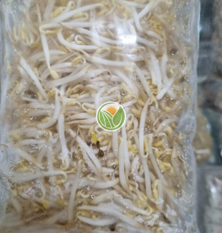 giá đỗ