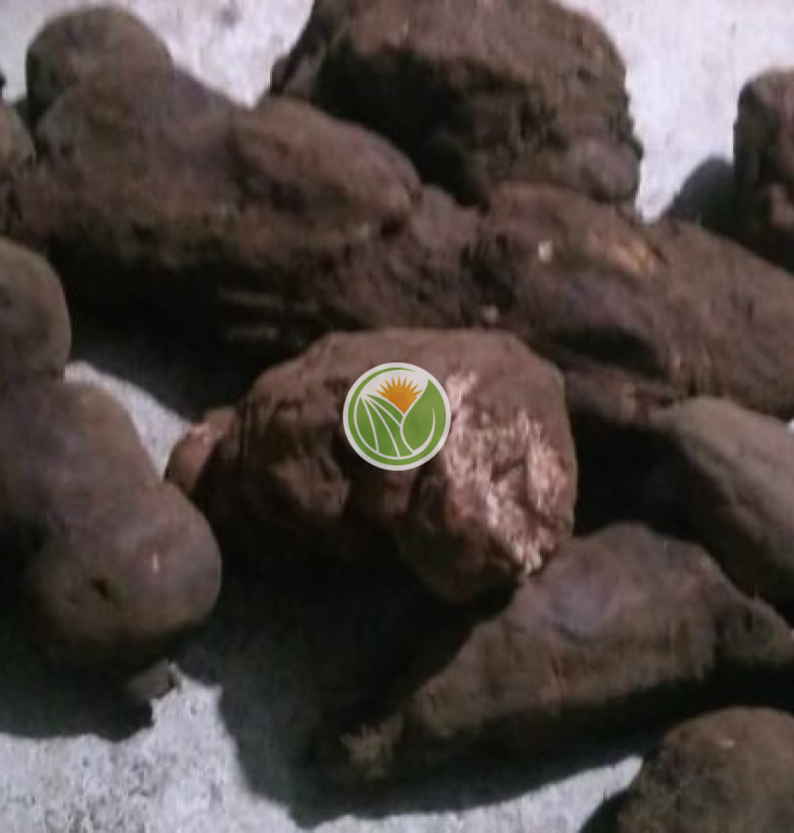 hà thủ ô đỏ tươi (từ 1-2kg)