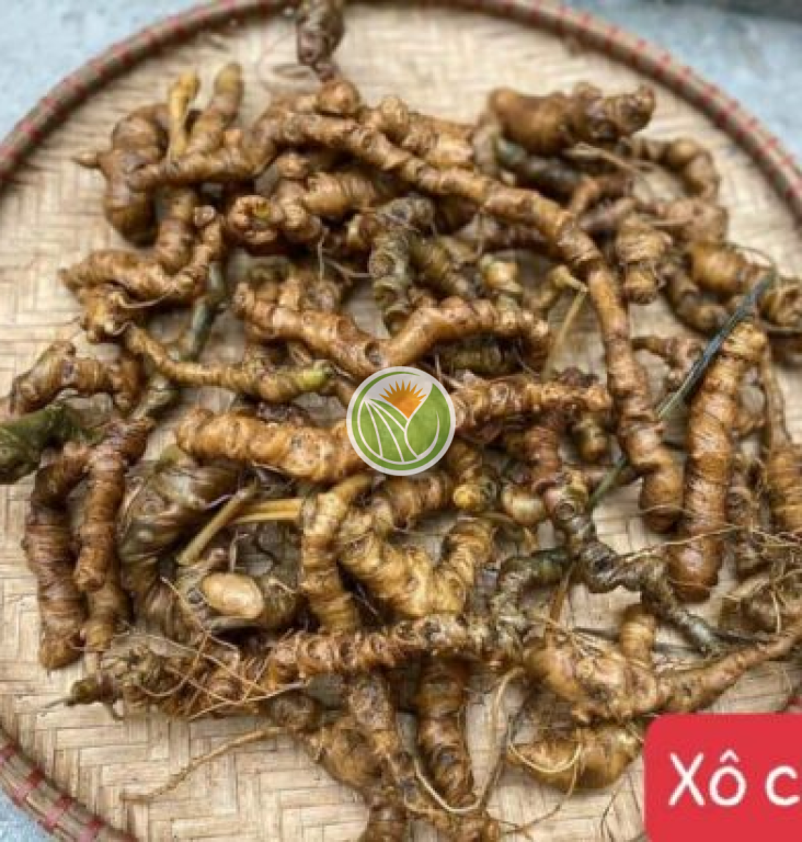 tam thất rừng (hàng xô)