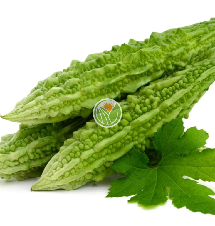 khổ qua hữu cơ