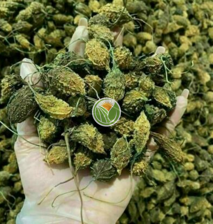 khổ qua rừng nguyên trái