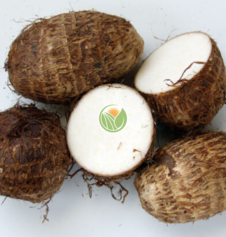 khoai sọ Đaklak