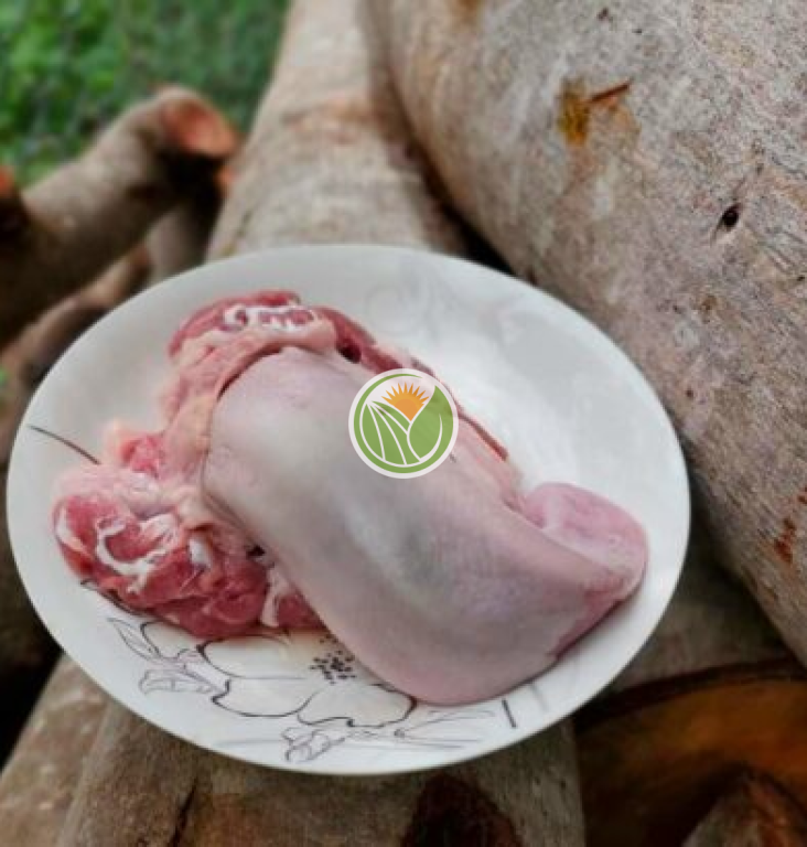 Lưỡi heo tộc