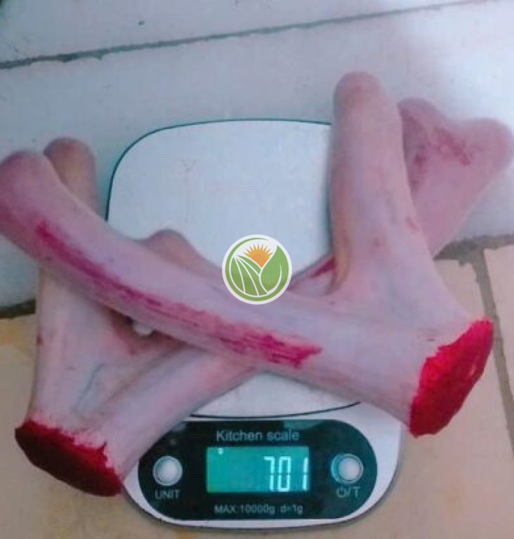 nhung hươu tươi