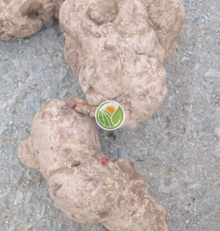 hà thủ ô đỏ tươi (từ 5-10kg)