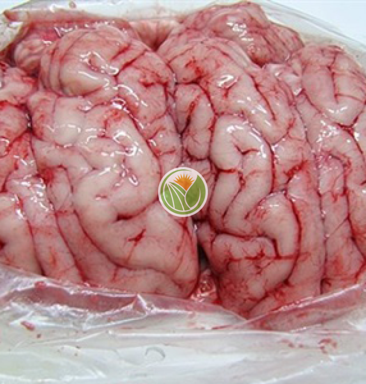Óc heo tộc