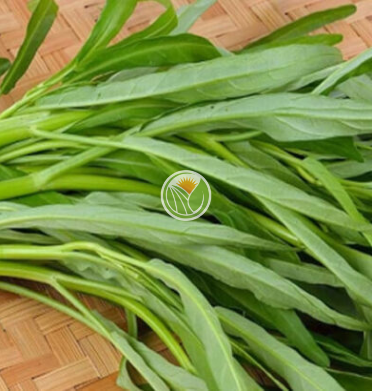 Rau muống hữu cơ