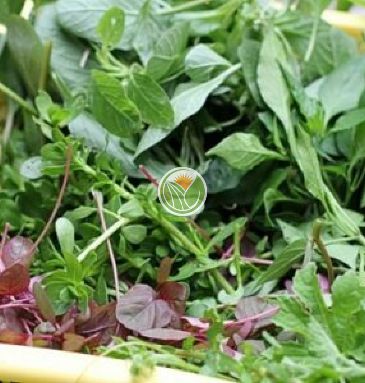 rau tập tàng hữu cơ