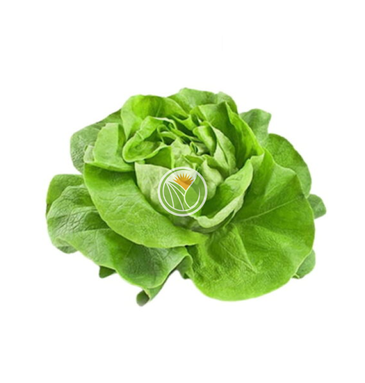 xà lách mỡ hữu cơ45